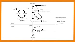 Glycolysis [upl. by Estevan]