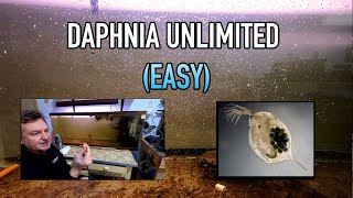 How I Raise Daphnia Water Fleas And You Can Too [upl. by Lamiv607]