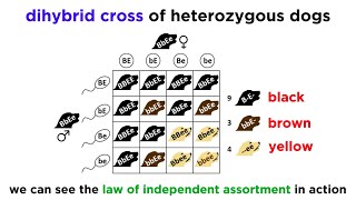 Beyond Mendelian Genetics Complex Patterns of Inheritance [upl. by Acnoib]