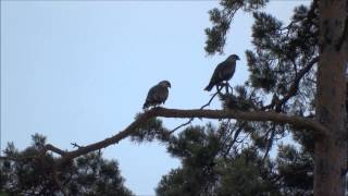 Black Kite Calling [upl. by Eylatan730]