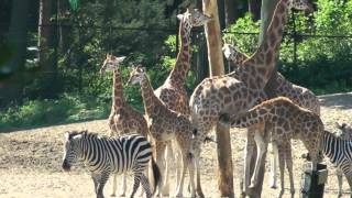 Burgers Zoo  Dierentuin Burgers Zoo [upl. by Alitha496]