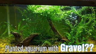 Planted Aquarium With Gravel  Very Easy [upl. by Evol]