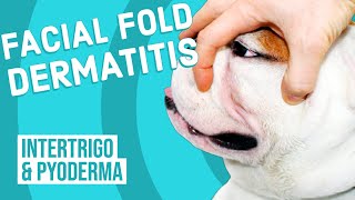 Facial Fold Dermatitis in Dogs [upl. by Allak]