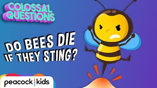 Why Do Bees Die After Stinging You  COLOSSAL QUESTIONS [upl. by Ardaid]