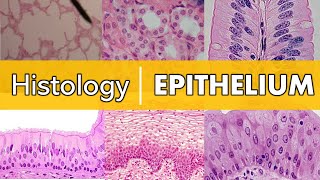 Histology  Epithelium [upl. by Sabella521]