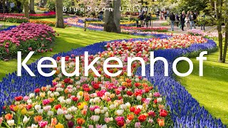 keukenhof gardens in Virtual tour in 4K BlueMoon Universe [upl. by Kemp347]