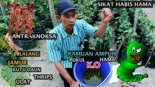 BUKTIKAN Ramuan Ampuh Pukul KO Semua Jenis Hama sampai Keok [upl. by Stein]