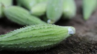 MilkWeed Its an Edible [upl. by Aileve]