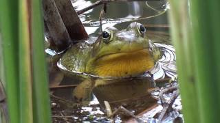 Frog Croaking [upl. by Erasmo]