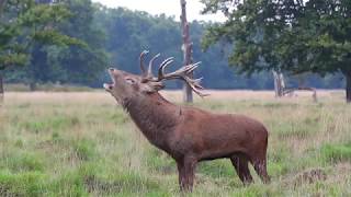 Red Deer Stag Rutting Call [upl. by Nudd750]