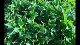 Stinging Nettle  Uses and Benefits [upl. by Eidak]