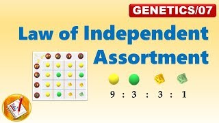 Law of Independent Assortment Mendels Second Law FLGenetics07 [upl. by Nairod]