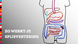 Hoe werkt je spijsvertering  Voedingscentrum [upl. by Letsirhc]