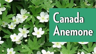 Canada anemone  Native Plants of Ontario with the Humber Arboretum [upl. by Ozzy]