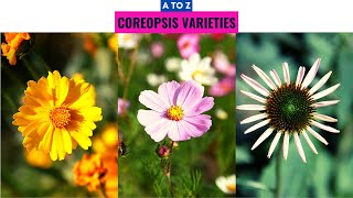 Coreopsis Varieties A to Z [upl. by Ahl785]