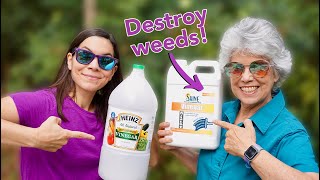 We Tried 30 Natural Vinegar to Kill Weeds  Part 1 [upl. by Natan]