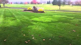 Problems with Bentgrass in a Residential Lawn [upl. by Lenhard]