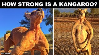 How strong is a Kangaroo [upl. by Casie]