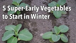 5 SuperEarly Vegetables to Start in Winter [upl. by Cutler64]