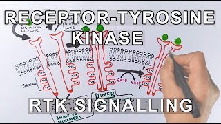 Receptor Tyrosine Kinase  RTK Signalling [upl. by Harald]