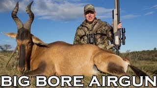 Big Bore Airgun Hunting  Red Hartebeest with the Benjamin Rogue 357 [upl. by Asiilanna]