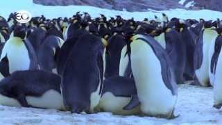 Pinguins Undercover  de bloopers [upl. by Eronel]