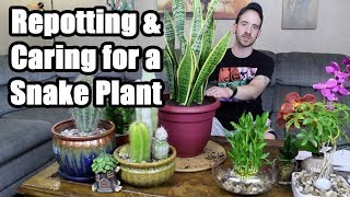 Repotting amp Caring for a Snake Plant Sansevieria trifasciata [upl. by Vudimir]