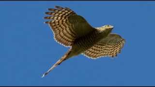 Sparrowhawk Bird Call Bird Song [upl. by Kcirredal505]