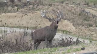 Red Stag roaring [upl. by Adon428]