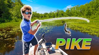 EPIC Backwater Fishing for NORTHERN PIKE Vicious Strikes [upl. by Clywd]