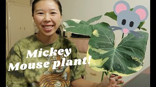 HOW TO CARE FOR XANTHOSOMA  MICKEY MOUSE PLANT [upl. by Rochemont]