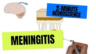 2Minute Neuroscience Meningitis [upl. by Gardie509]