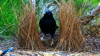 Satin Bowerbird courtship behavior 4K [upl. by Yrrab791]