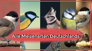 Alle Meisenarten Deutschlands Aussehen Gesang Lebensweise [upl. by Nims]