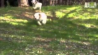 Dogs 101 Clumber Spaniel [upl. by Joseito]