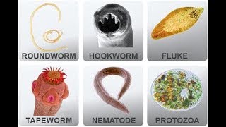 Microbiology of Parasites [upl. by Ahseken]