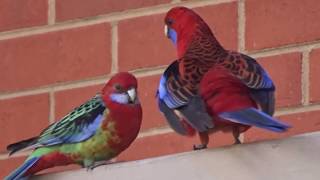 Rare hybrid Rosella hangs out with Crimson Rosella [upl. by Netsrek]