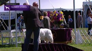 Spaniels Clumber  Breed Judging 2021 [upl. by Yslek]