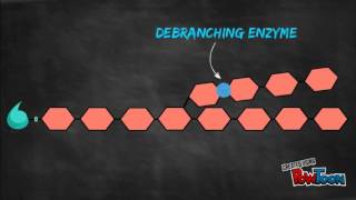 Glycogenesis and Glycogenolysis Animation [upl. by Yrelle]