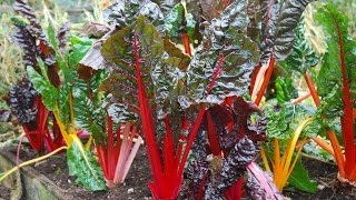 How to Grow Swiss Chard [upl. by Faye643]