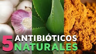 5 Poderosos antibióticos naturales [upl. by Nossila829]