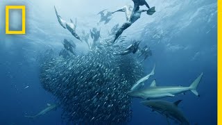 Sardine Feeding Frenzy  50 Shades of Sharks [upl. by Elleinnod]