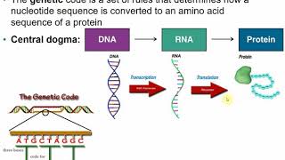 2117 Chapter 8 Part A  Microbial Genetics [upl. by Ysirhc]