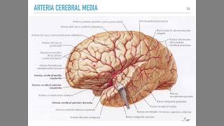 Irrigación cerebral [upl. by Deeas]