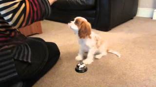 Redford our Cavalier puppy trick training at 16 weeks old [upl. by Atiana48]