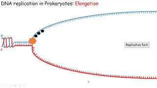 Репликация ДНК у прокариот [upl. by Ardeid523]