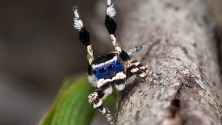 Peacock Spider 13 Maratus personatus [upl. by Naujed]