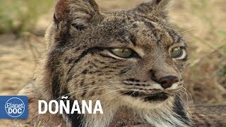 Doñana National Park Spain Full Documentary [upl. by Derriey]