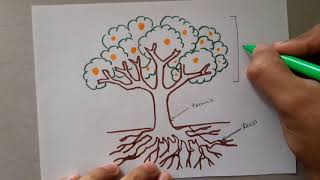 Cómo dibujar un árbol planta y sus partes  How to draw a tree plant and its parts [upl. by Acinomahs]