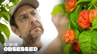 How This Guy Made the Worlds Hottest Peppers  Obsessed  WIRED [upl. by Anaujit]